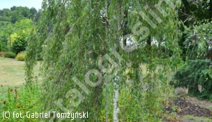 brzoza brodawkowata 'Gracilis' - Betula pendula 'Gracilis' 