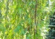 brzoza brodawkowata 'Gracilis' - Betula pendula 'Gracilis' 