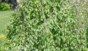brzoza brodawkowata 'Long Trunk' - Betula pendula 'Long Trunk' 