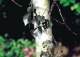 brzoza brodawkowata 'Purpurea' - Betula pendula 'Purpurea' 