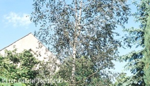 brzoza brodawkowata 'Purpurea' - Betula pendula 'Purpurea' 