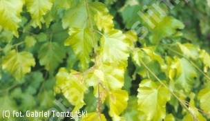 brzoza brodawkowata 'Schneverdinger Goldbirke' - Betula pendula 'Schneverdinger Goldbirke' 