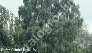 brzoza brodawkowata 'Tristis' - Betula pendula 'Tristis' 
