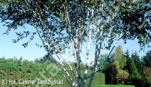 brzoza pożyteczna 'Doorenbos' - Betula utilis 'Doorenbos' 