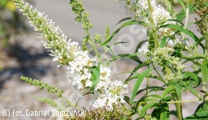 budleja Davida 'White Bouquet' - Buddleja davidii 'White Bouquet' 