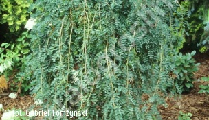 karagana syberyjska 'Pendula' - Caragana arborescens 'Pendula' 