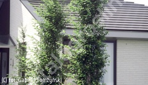 grab pospolity 'Frans Fontaine' - Carpinus betulus 'Frans Fontaine' 