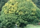 grab pospolity 'Columnaris' - Carpinus betulus 'Columnaris' 