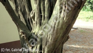 grab pospolity - Carpinus betulus 