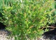 orszelina olcholistna 'Pink Spire' - Clethra alnifolia 'Pink Spire' 