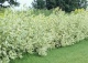 dereń biały 'Elegantissima' - Cornus alba 'Elegantissima' 