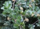 buk pospolity 'Rotundifolia' - Fagus sylvatica 'Rotundifolia' 