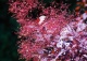 perukowiec podolski 'Royal Purple' - Cotinus coggygria 'Royal Purple' 