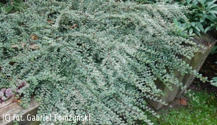 irga purpurowa 'Variegatus' - Cotoneaster atropurpureus 'Variegatus' 