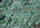 irga purpurowa 'Variegatus' - Cotoneaster atropurpureus 'Variegatus' 