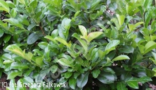 laurowiśnia wschodnia ETNA 'Anbri' - Prunus laurocerasus ETNA 'Anbri' PBR
