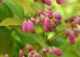 żylistek mieszańcowy 'Strawberry Fields' - Deutzia ×hybrida 'Strawberry Fields' 
