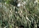 oliwnik wąskolistny - Elaeagnus angustifolia 