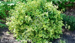 trzmielina Fortune'a 'Canadale Gold' - Euonymus fortunei 'Canadale Gold' 