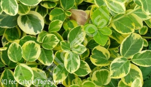 trzmielina Fortune'a 'Canadale Gold' - Euonymus fortunei 'Canadale Gold' 
