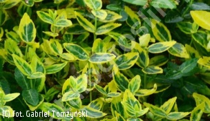 trzmielina Fortune'a 'Emerald 'n' Gold' - Euonymus fortunei 'Emerald 'n' Gold' 