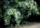 obiela groniasta - Exochorda racemosa 