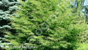buk pospolity 'Asplenifolia' - Fagus sylvatica 'Aspleniifolia' 