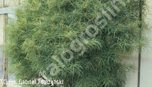kruszyna pospolita 'Asplenifolia' - Frangula alnus 'Aspleniifolia' 