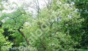 jesion wyniosły 'Diversifolia' - Fraxinus excelsior 'Diversifolia' 