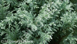 cyprysik groszkowy 'Snow' - Chamaecyparis pisifera 'Snow' 