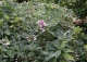 hortensja ogrodowa 'Maculata' - Hydrangea macrophylla 'Maculata' 