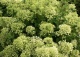 hortensja bukietowa ‘Bombshell’ - Hydrangea paniculata 'Bombshell' PBR