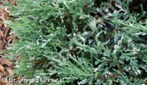 jałowiec płożący 'Andorra Variegata' - Juniperus horizontalis 'Andorra Variegata' 