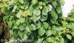 hortensja pnąca - Hydrangea petiolaris 