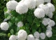 hortensja krzewiasta 'Annabelle' - Hydrangea arborescens 'Annabelle' 