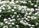 hortensja krzewiasta 'Grandiflora' - Hydrangea arborescens 'Grandiflora' 