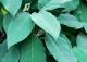 hortensja kosmata 'Macrophylla' - Hydrangea aspera 'Macrophylla' 