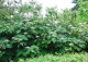 hortensja kosmata 'Macrophylla' - Hydrangea aspera 'Macrophylla' 