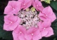 hortensja ogrodowa 'Blaumeise' - Hydrangea macrophylla 'Blaumeise' 