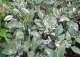 hortensja ogrodowa 'Maculata' - Hydrangea macrophylla 'Maculata' 