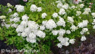 hortensja bukietowa ‘Bombshell’ - Hydrangea paniculata 'Bombshell' PBR