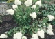 hortensja bukietowa 'Grandiflora' - Hydrangea paniculata 'Grandiflora' 