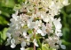 hortensja bukietowa 'Grandiflora' - Hydrangea paniculata 'Grandiflora' 