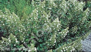 hortensja bukietowa 'Kyushu' - Hydrangea paniculata 'Kyushu' 