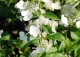 hortensja bukietowa 'Kyushu' - Hydrangea paniculata 'Kyushu' 