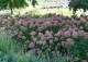 hortensja bukietowa LITTLE LIME 'Jane' - Hydrangea paniculata LITTLE LIME 'Jane' PBR