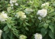 hortensja bukietowa 'Phantom' - Hydrangea paniculata 'Phantom' 