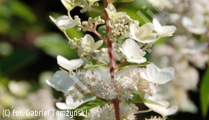 hortensja bukietowa 'Pink Diamond' - Hydrangea paniculata 'Pink Diamond' 
