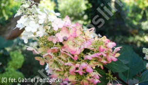 hortensja bukietowa PINKY WINKY 'DVPPinky' - Hydrangea paniculata PINKY WINKY 'DVPPinky' PBR