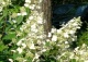 hortensja bukietowa 'Tardiva' - Hydrangea paniculata 'Tardiva' 